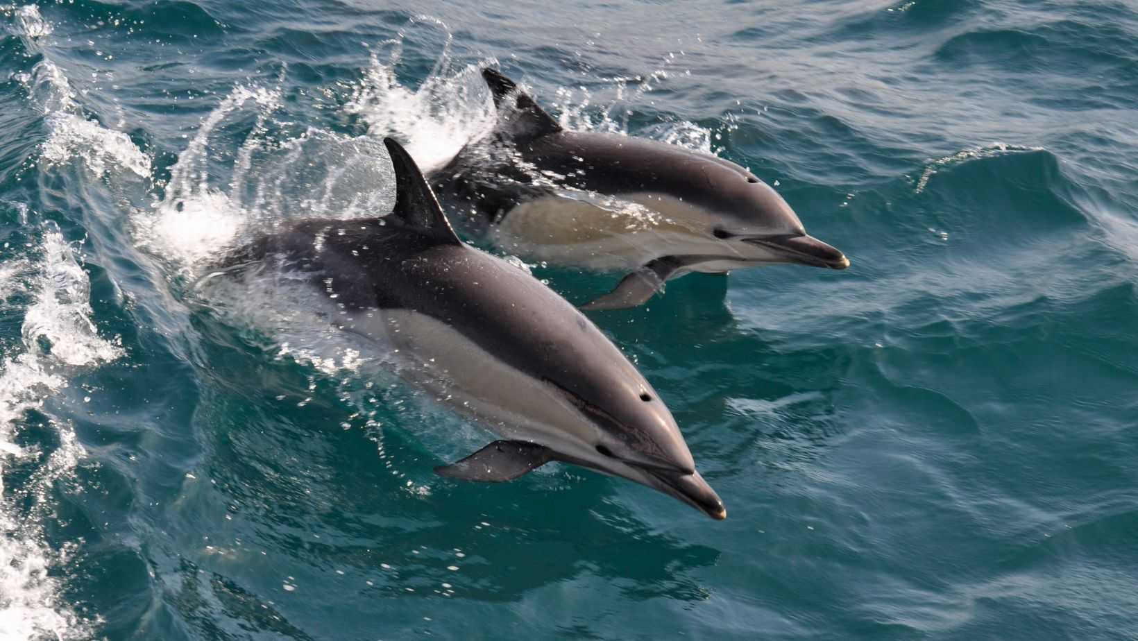 Excursion to Gibraltar + Dolphins