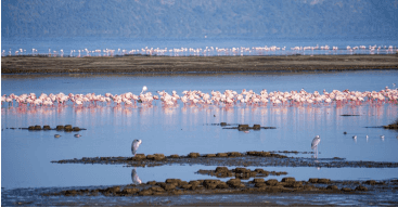 flamingoes in lake nakuru