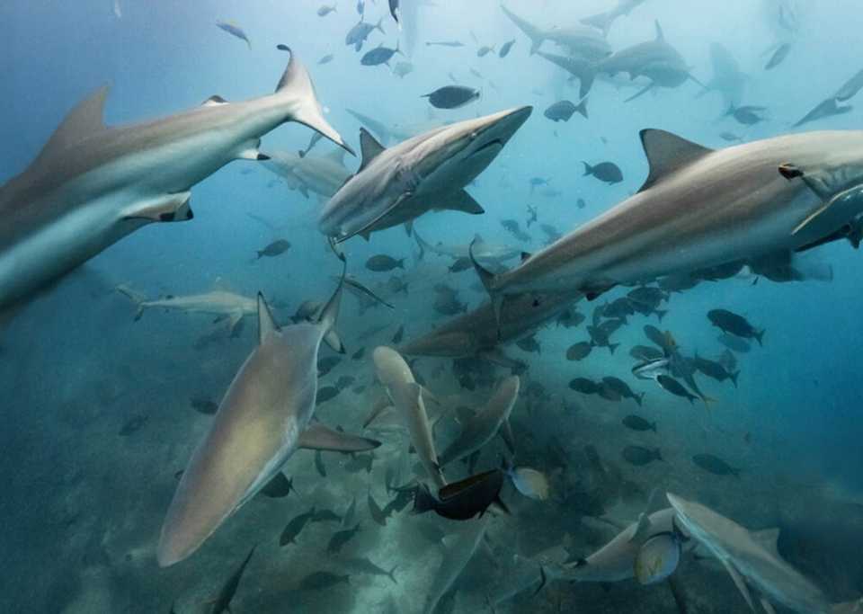 Diving into a pack of spinner sharks on the hunt is a thrilling experience.