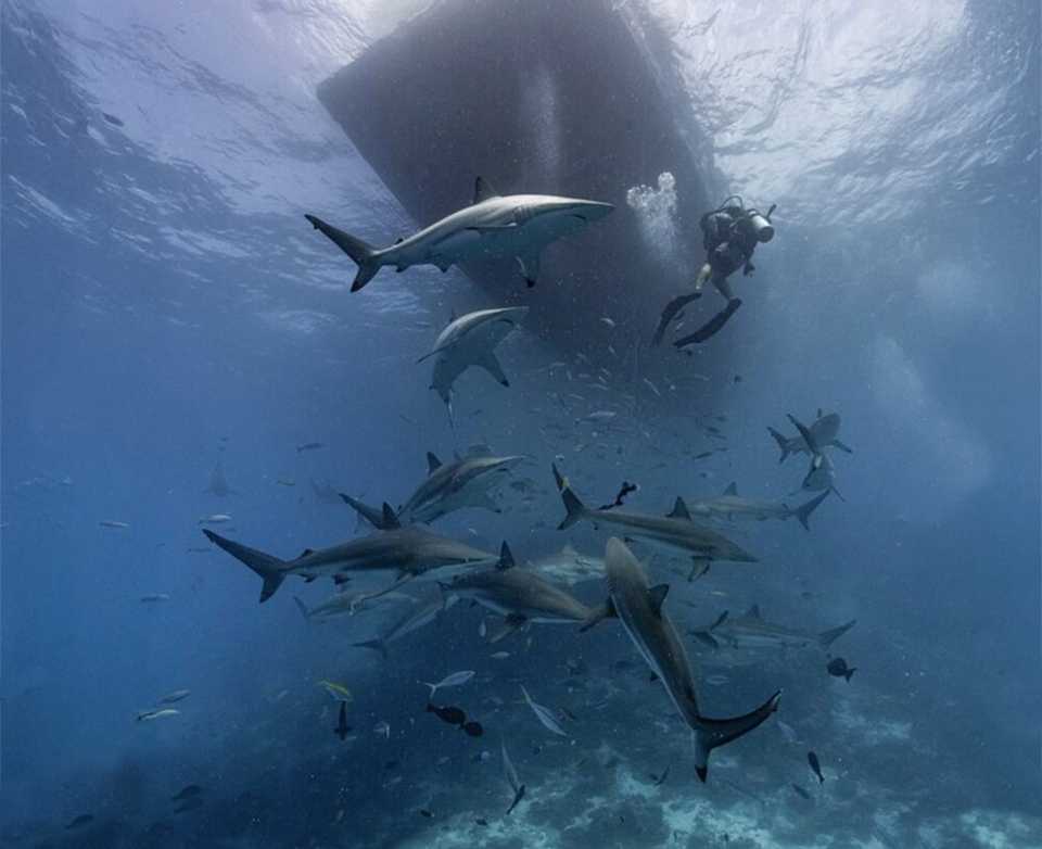 Spinner sharks often hunt in pack formations that can number upwards of 100.