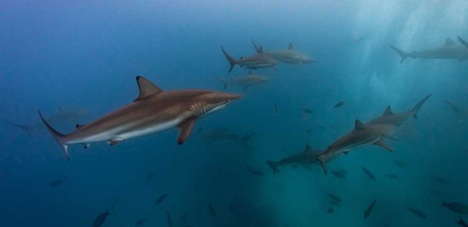 Spinner sharks can be recognized by their streamlined profiles and sharp, swept-back pectoral fins. Adults typically measure six feet in length, with some growing to almost 9 feet.