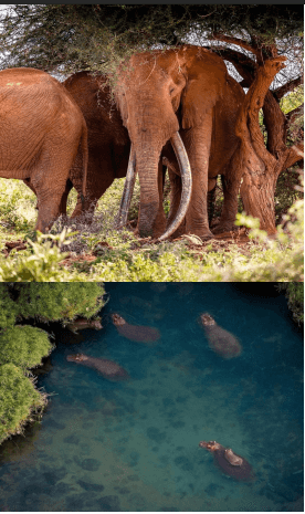 TSAVO NATIONAL PARKS