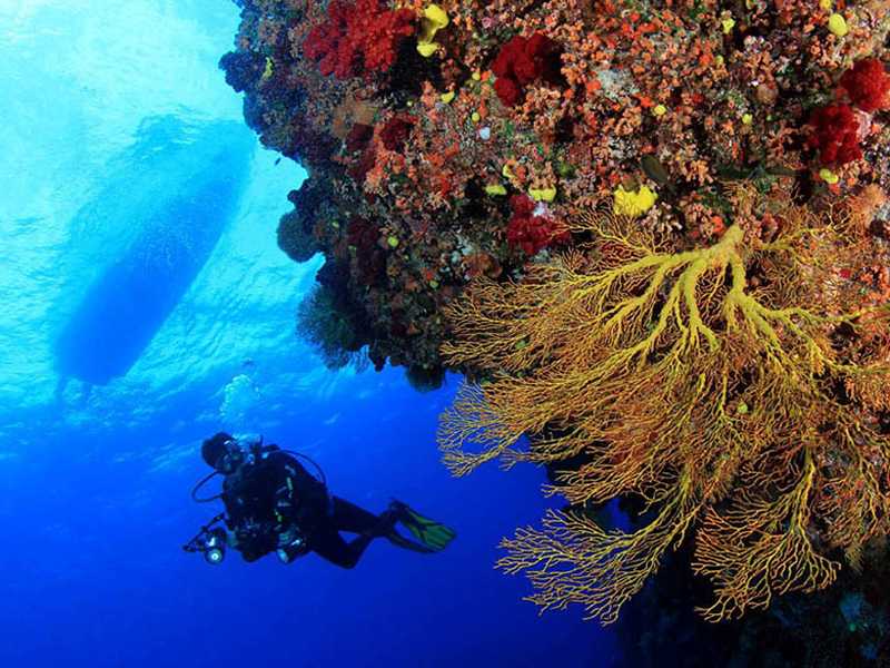 Fiji's Coral Coast rewards divers with healthy coral reefs and an intriguing range of underwater landscapes.