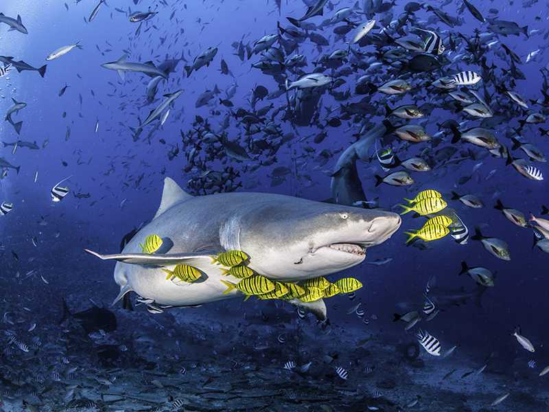 "Beqa Lagoon is world-renowned for exciting encounters with big sharks. Bulls and tigers are often the stars of the show, and they are often joined by a half-dozen different species of sharks.