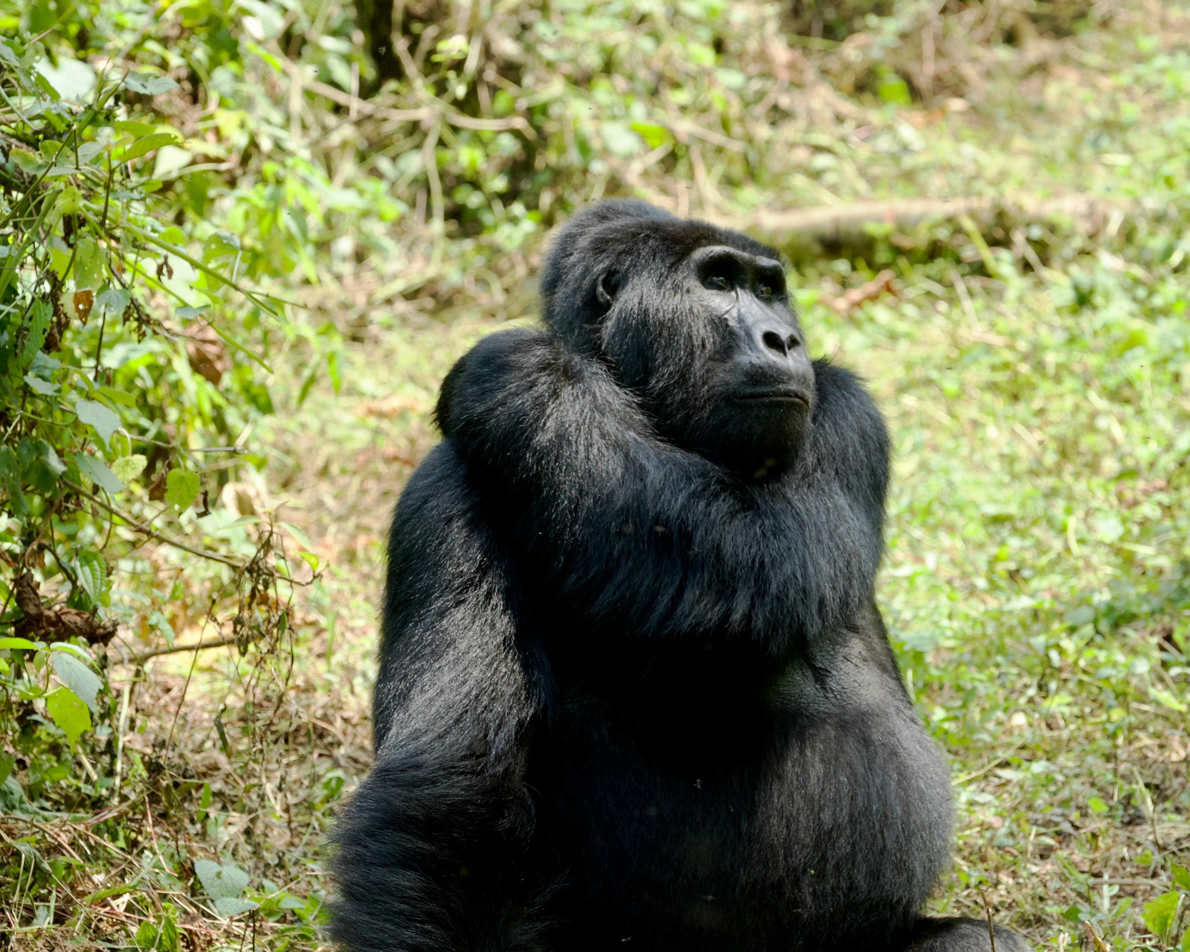 Gorilla in Bwindi