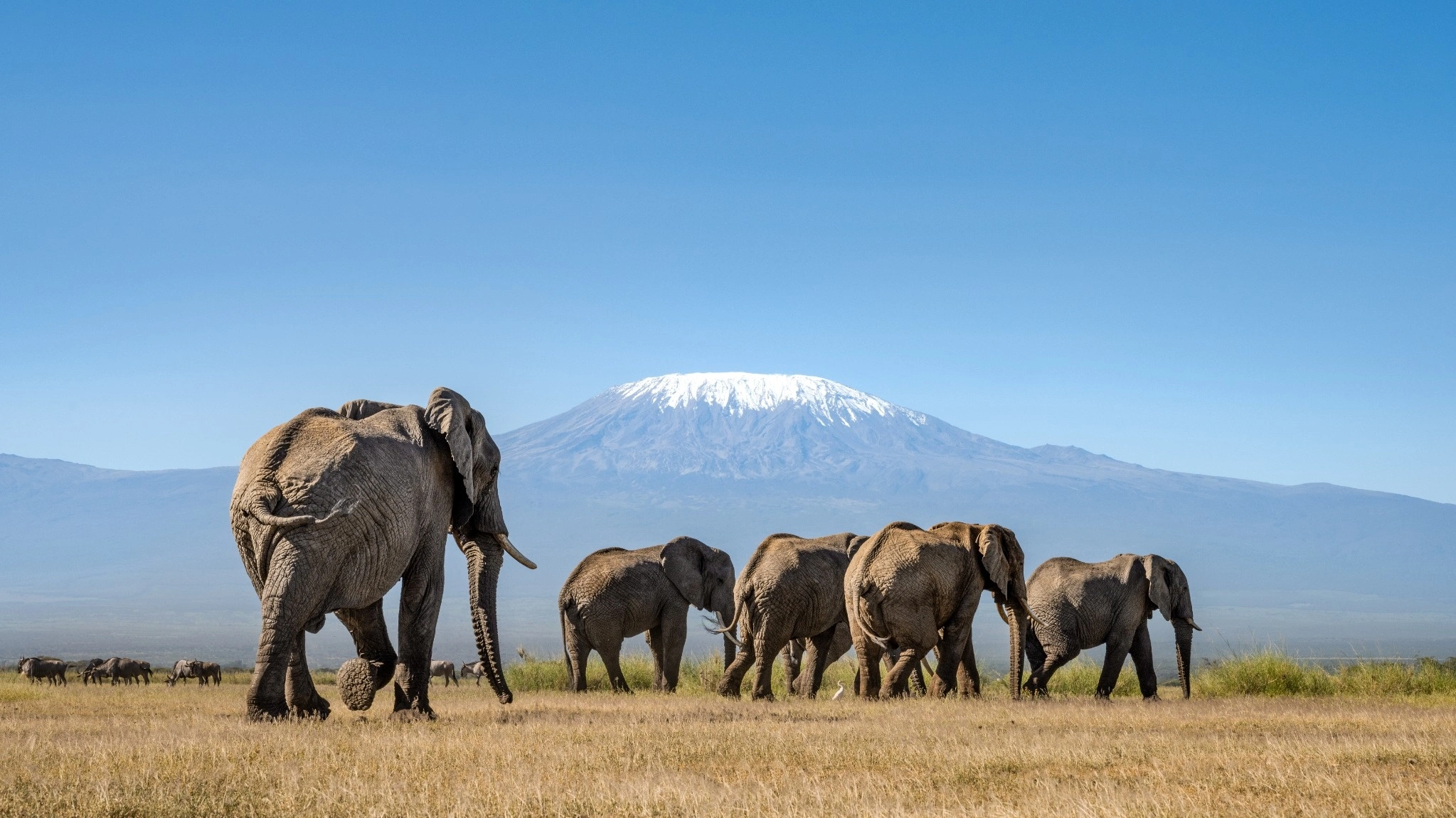 Elephants in Amboseli with Mount Kilimanjaro behind them