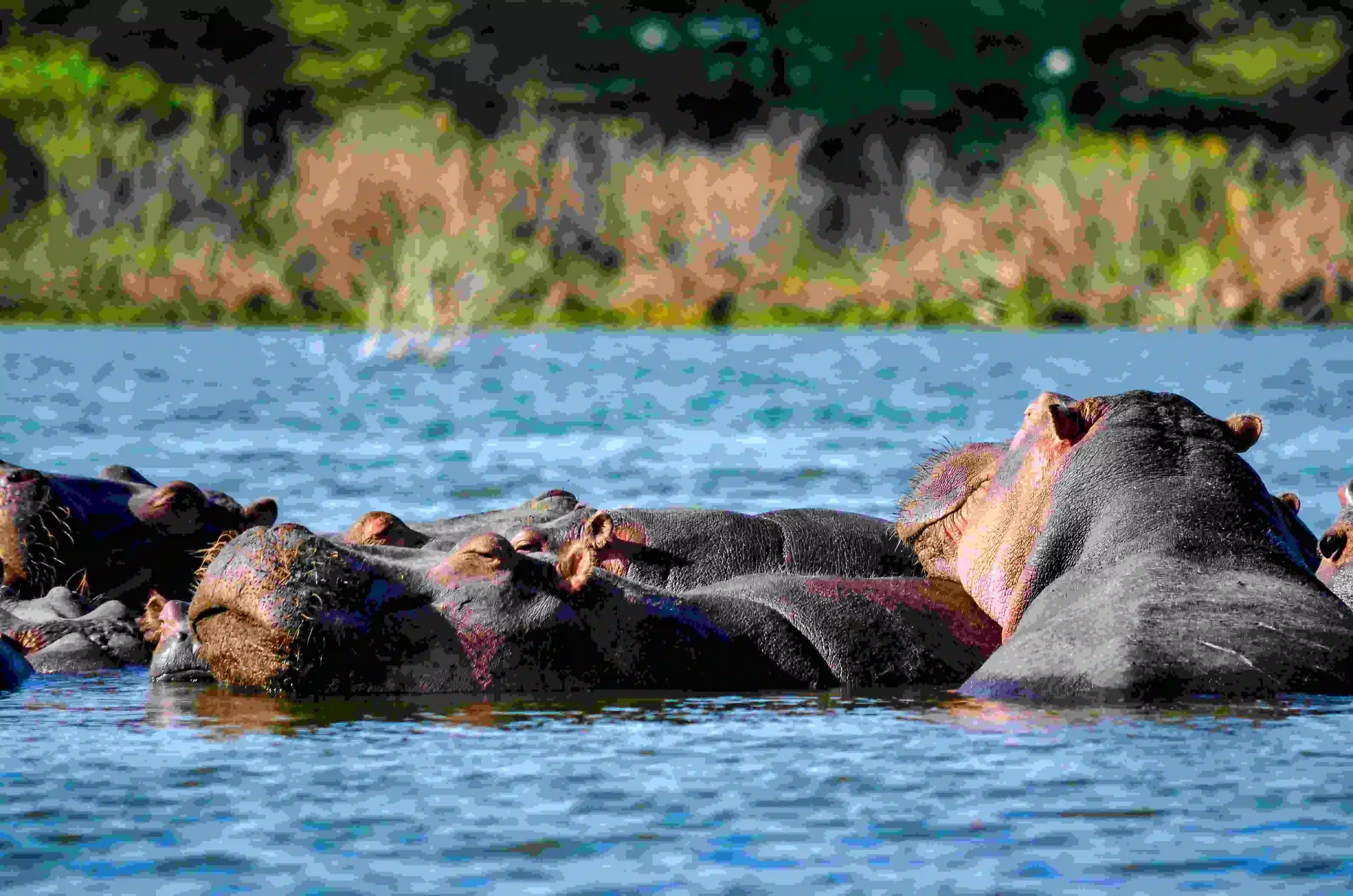 Scenic wildlife experience at Lake Nakuru National Park