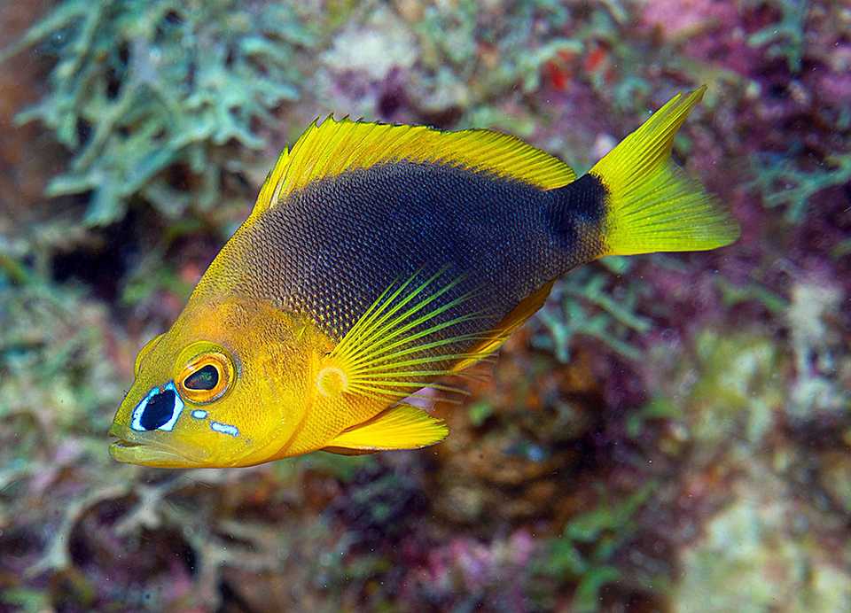 The shy hamlet is known for hiding among rocks and coral heads.