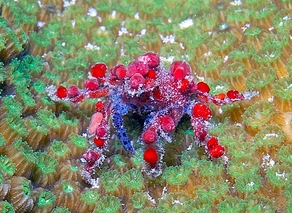 Teardrop crabs grow to the size of a human fingernail