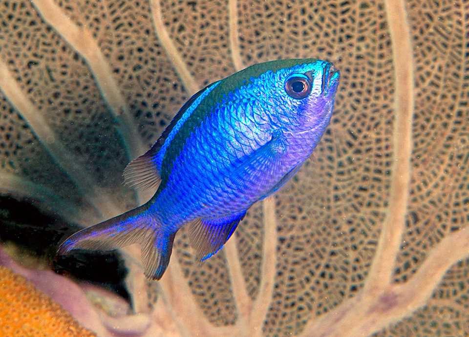 Blue Chromis are members of the damselfish family