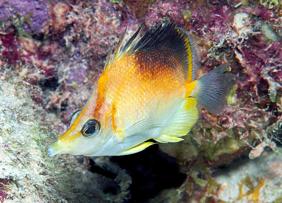 Longsnout butterflyfish use their extended mouths to reach into crevices in the reef to feed on small invertebrates.