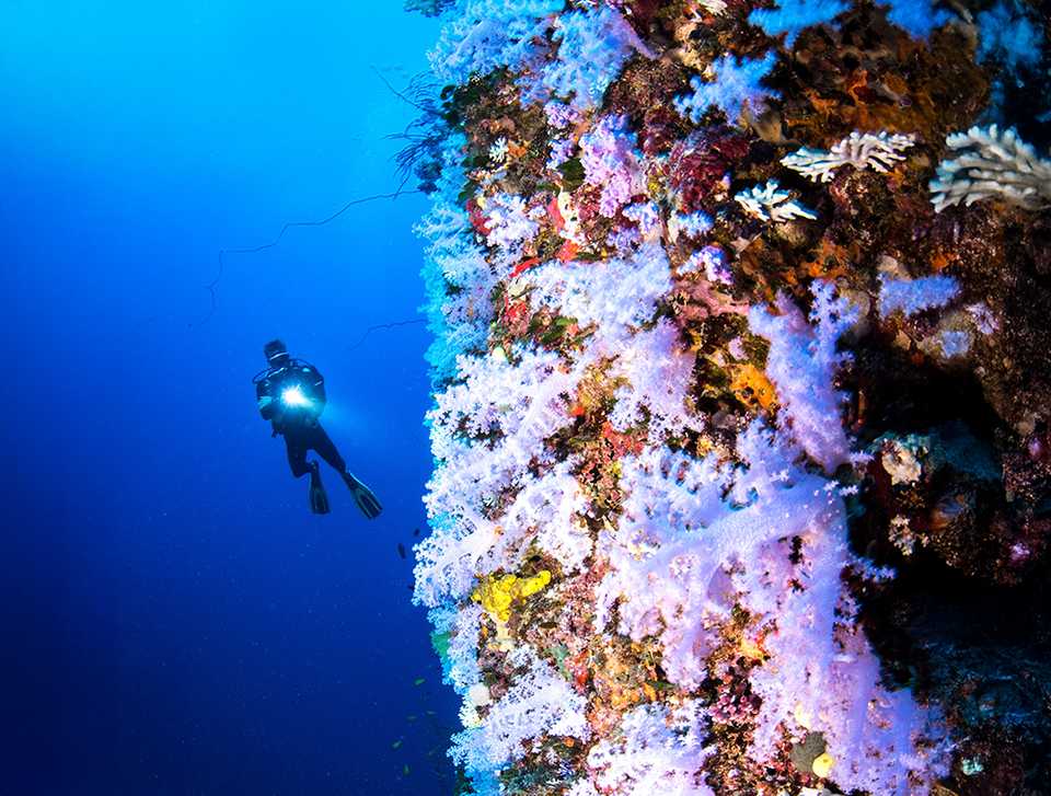 At Fiji's Great White Wall a diver hovers on the edge of an underwater cliff face covered in white soft corals.