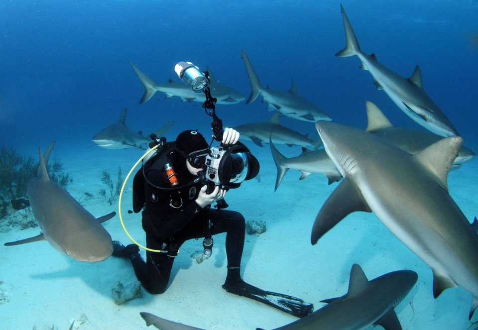 A diver kneeling on a sand seabed takes a picture of a passing gray reef shark.