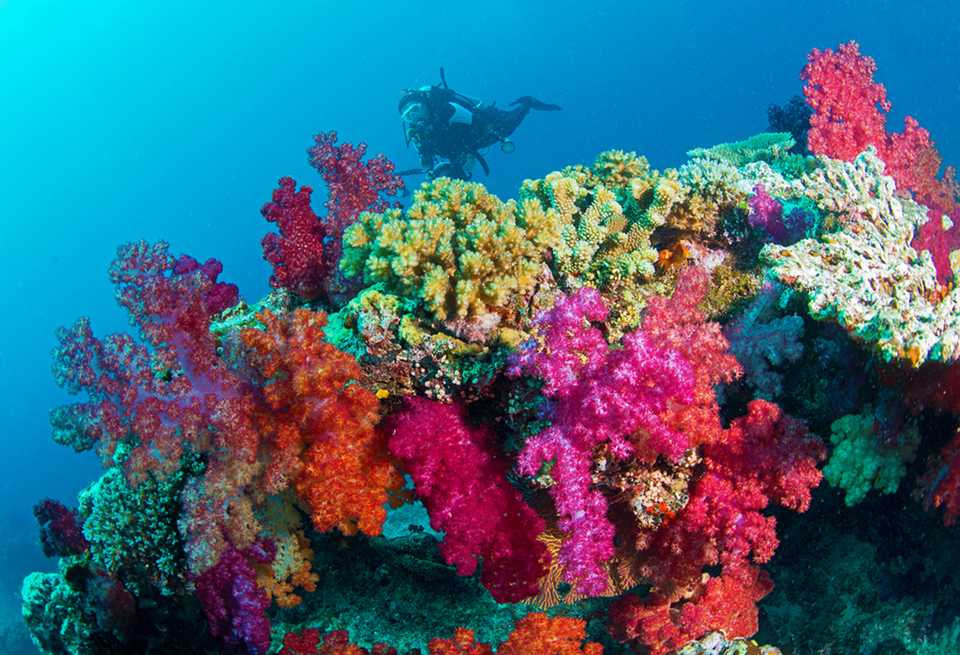 A diver swims above a coral reef in the Philippines that is covered in yellow, pink and red soft corals.