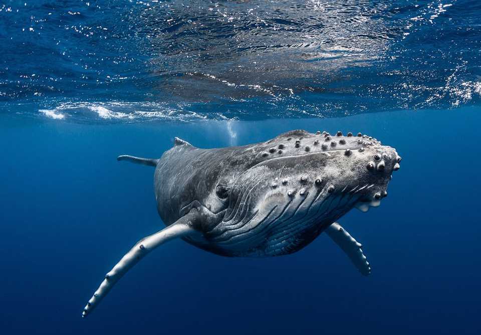 A humpback whale swims near the surface in the waters of Tahiti.