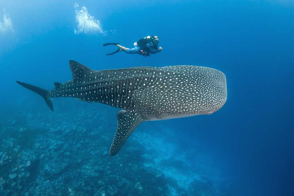 A diver swims alongside a large whale shark.