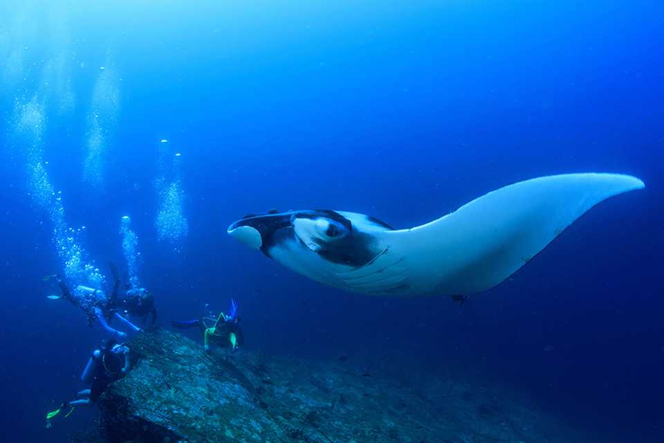 Three divers swim next to a rock pinnace as they observe a large oceanic manta ray.