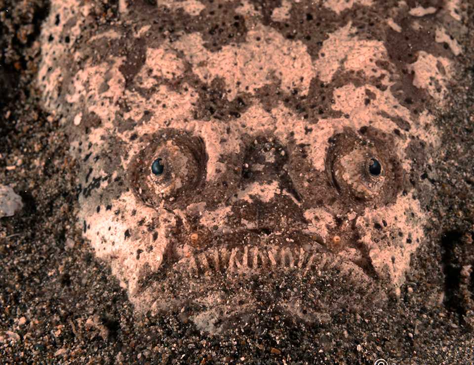 A stargazer lies concealed in seabed mud, with only eyes and teeth showing.