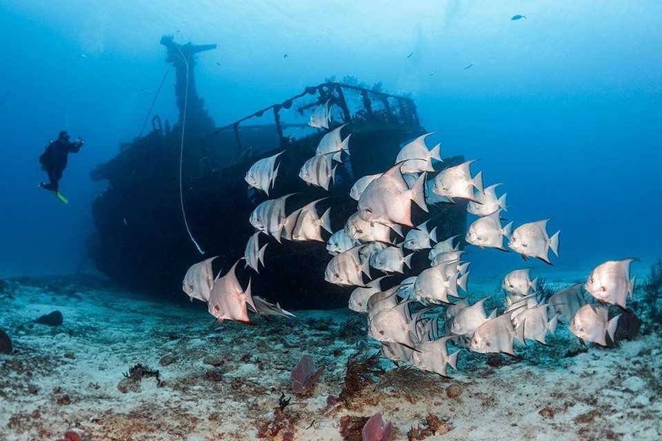 A diver drifts past a shipwreck in the waters of Cozumel