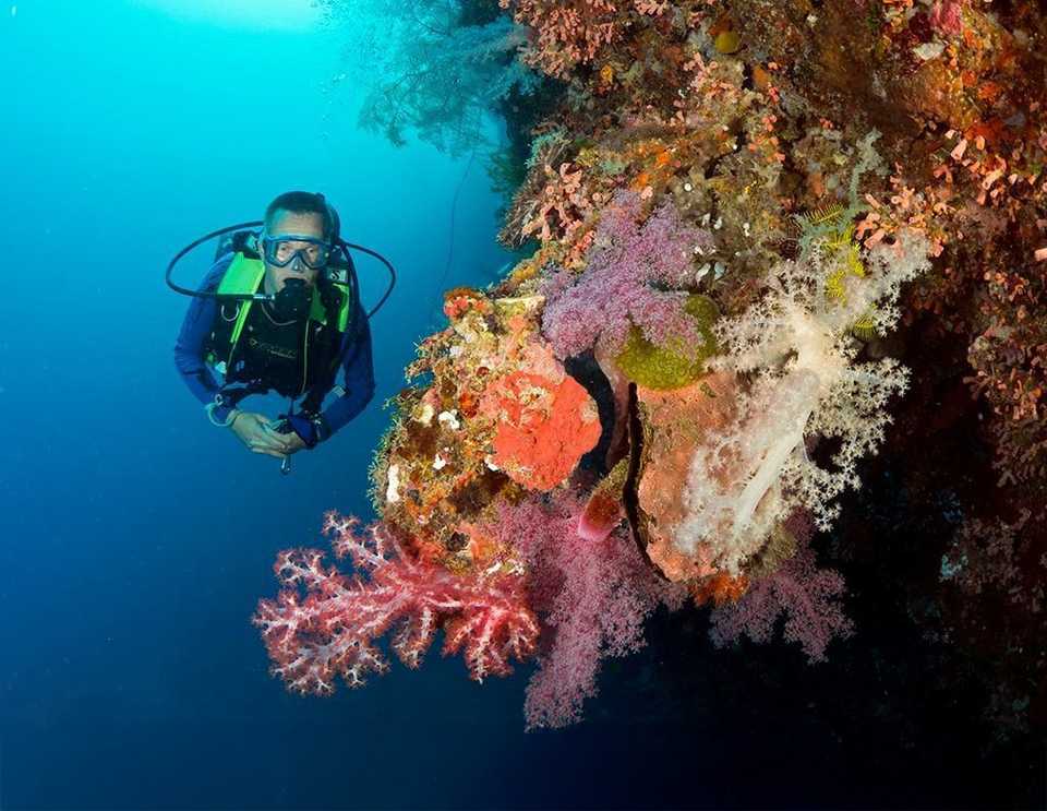 A diver swims along an underwater wall decorated with colorful corals. 
