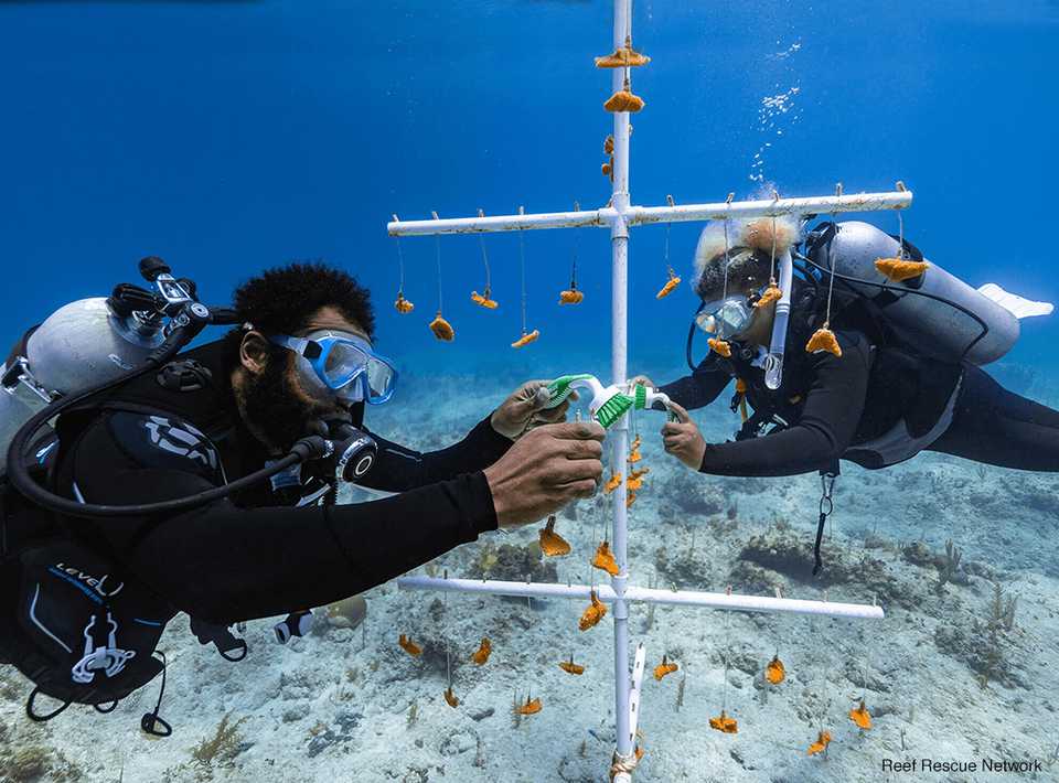 Two scuba divers hover near a pipe framework, holding small coral fragments
