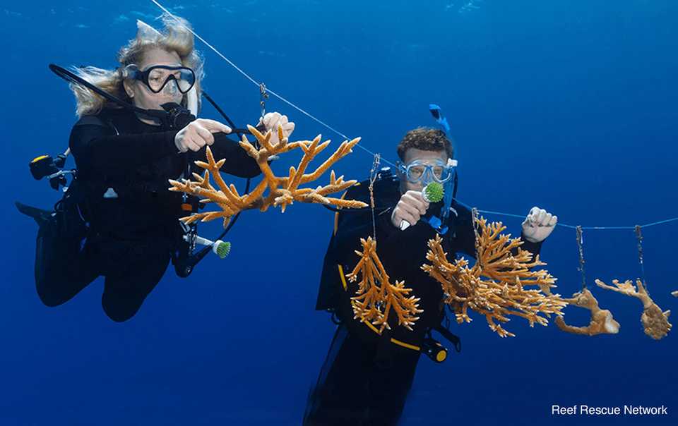 Two scuba divers hover next to a string filled with suspended coral fragments