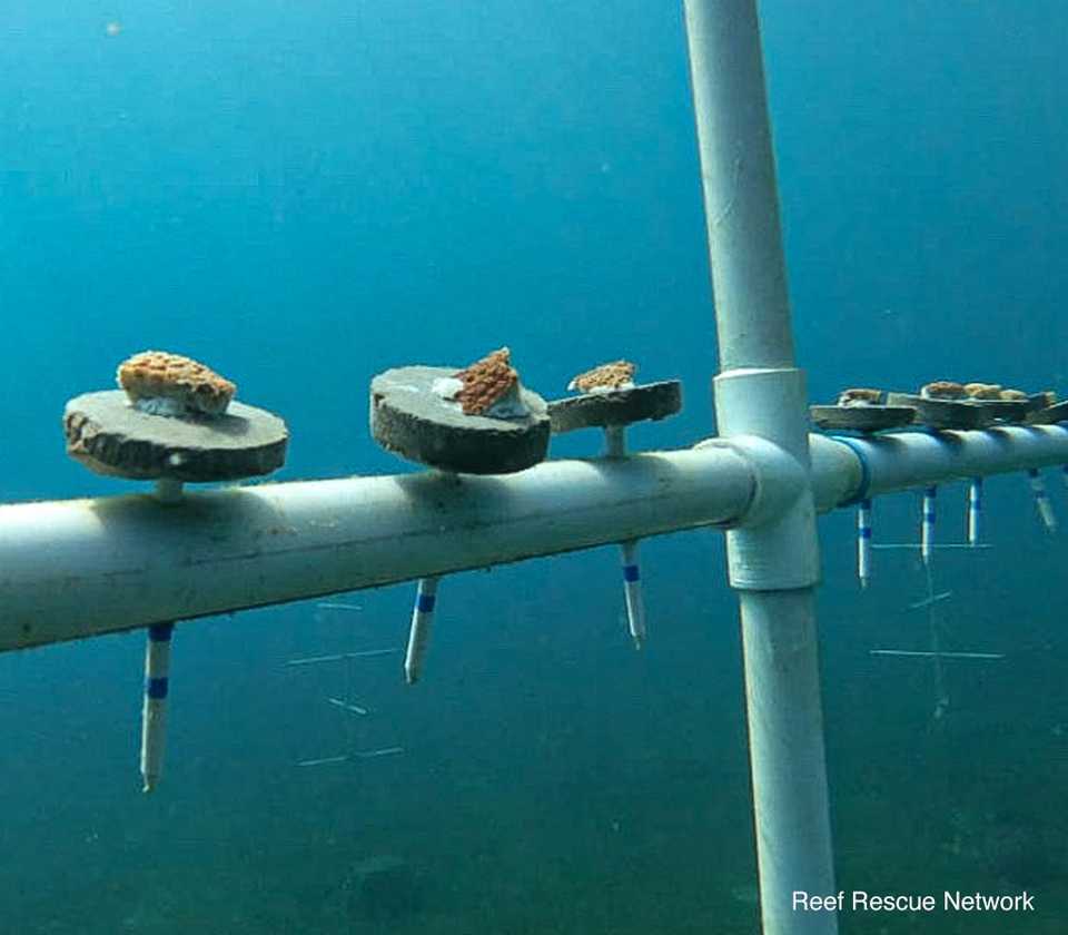 Coral fragments are suspended on a pipe frame in a Caribbean coral nursery