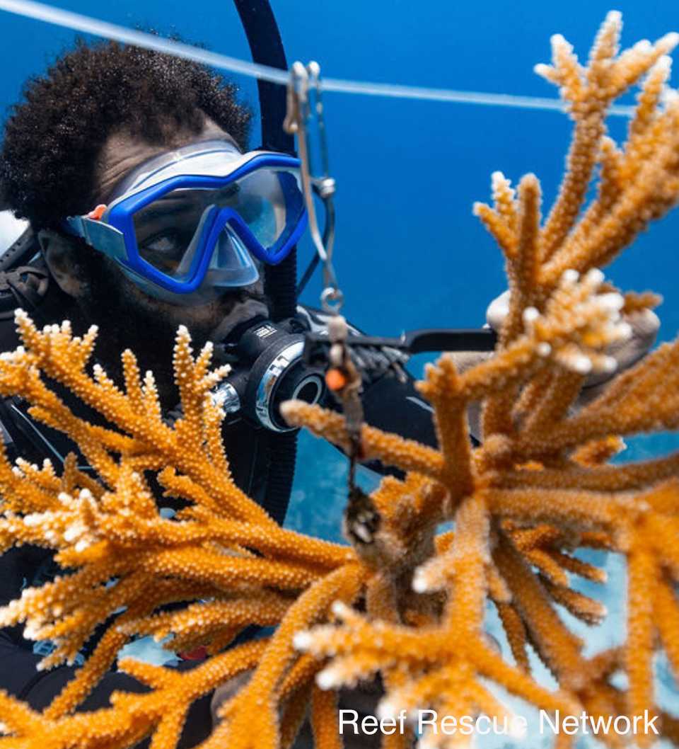 A diver examines a cluster of nursery-grown staghorn coral 