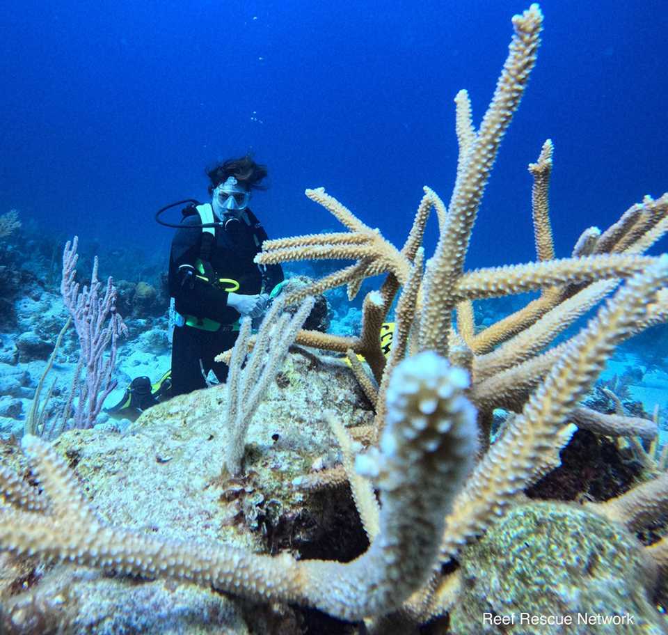 A diver examines a branch of staghorn coral replanted from a coral nursery
