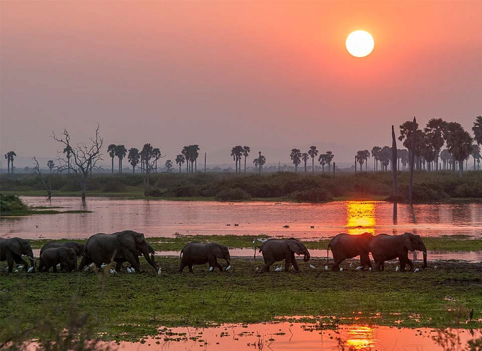 Aerial view of Maasai Mara or Amboseli elephants