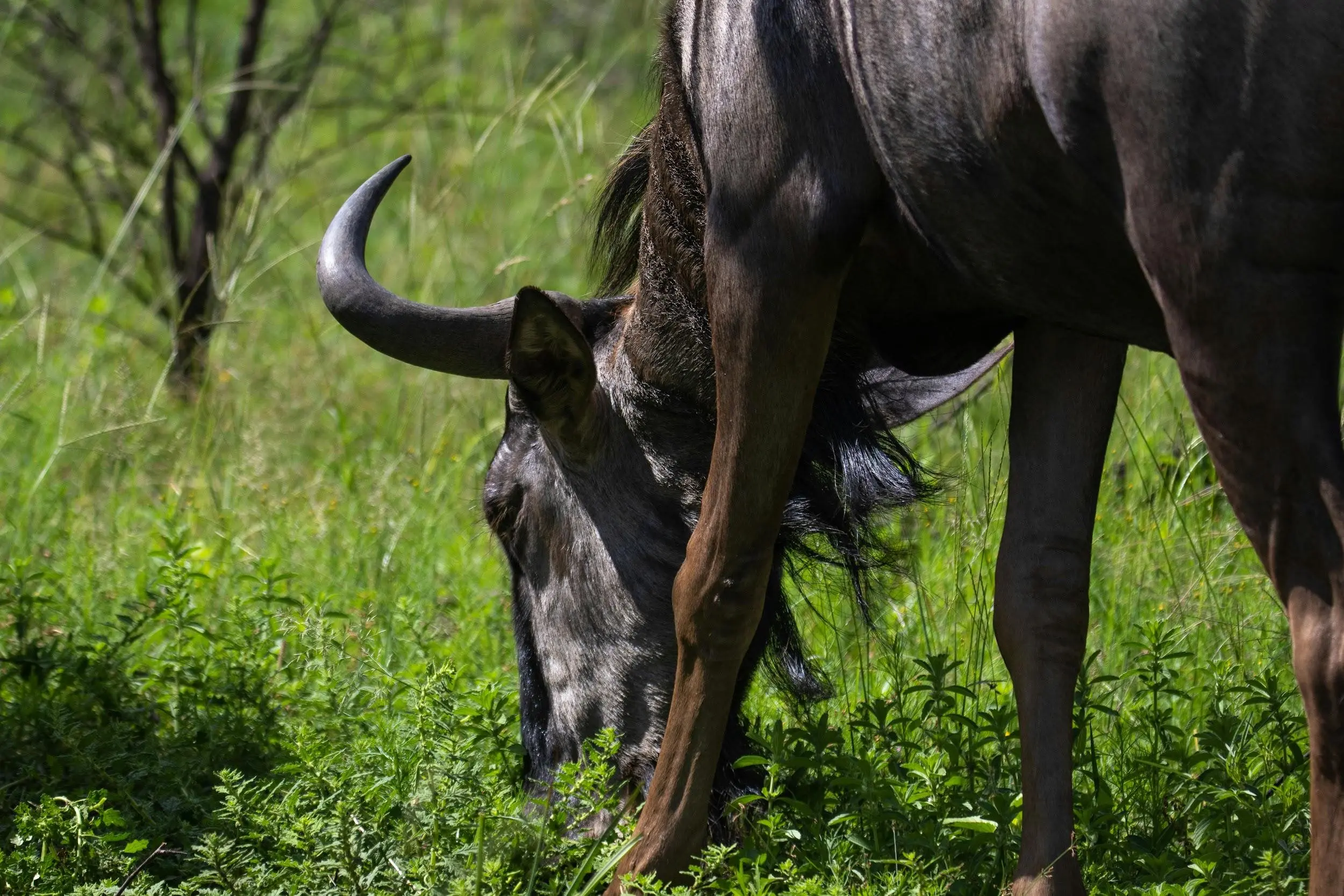 Wildebeest grazing closeup image