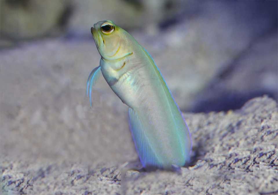 Jawfish