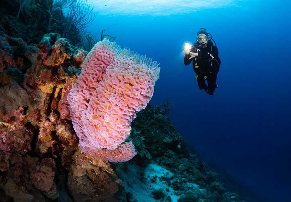 Sponges