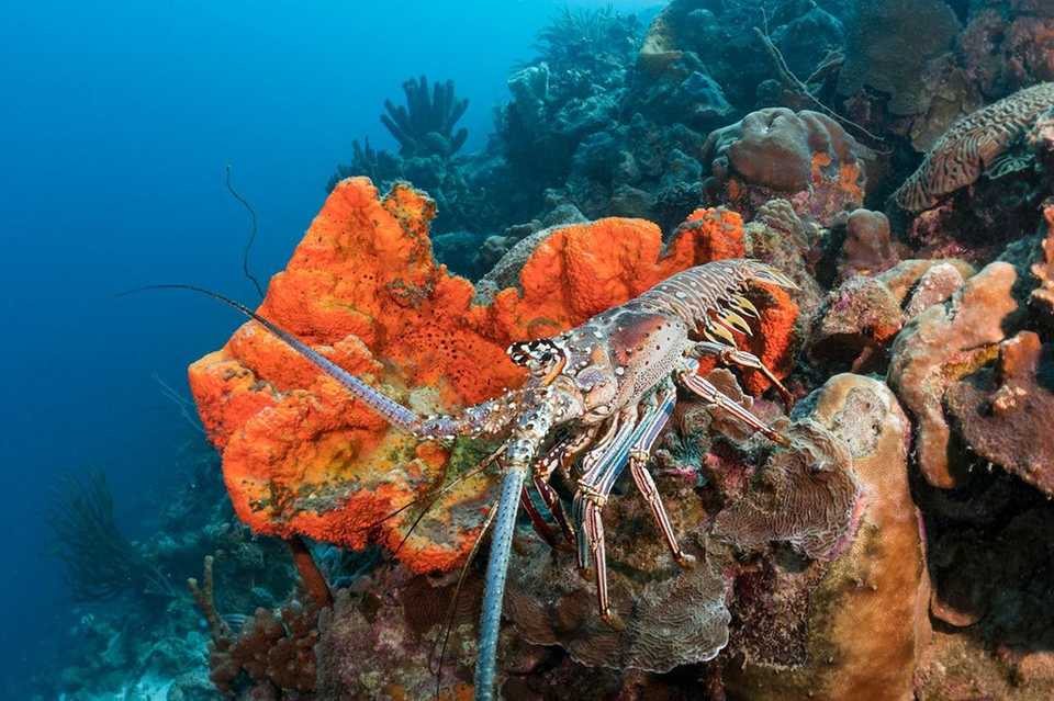 Buddy's Reef