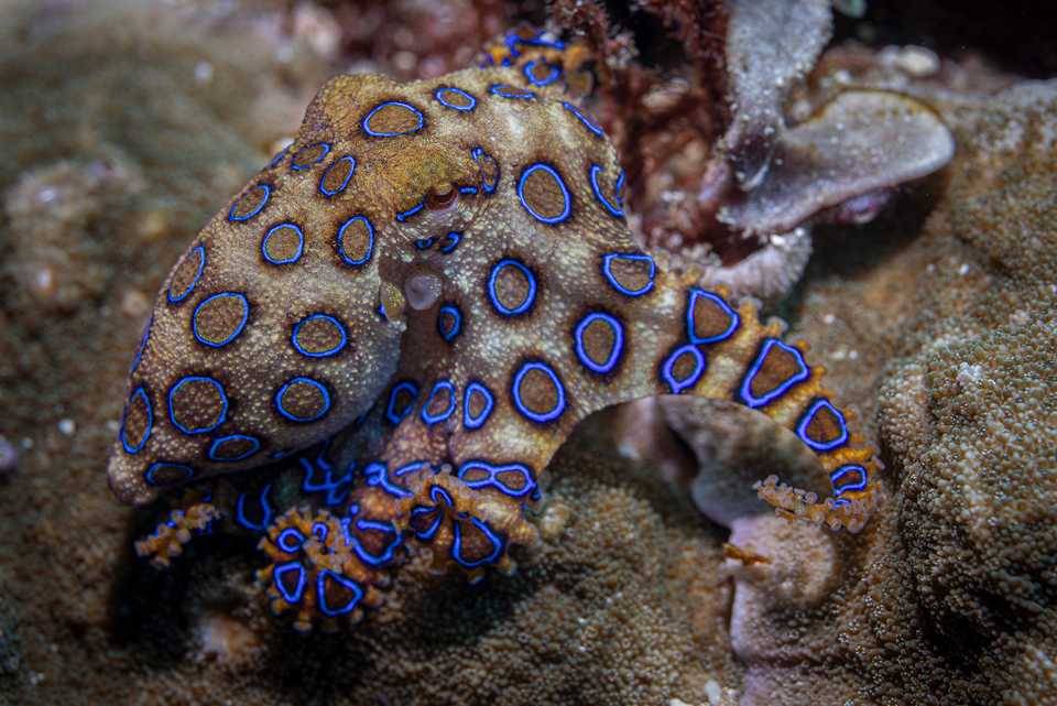 Blue-ringed octopus displaying its bright blue rings on a coral reef