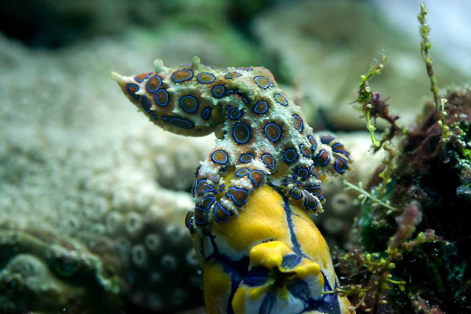 Venomous blue-ringed octopus in Australian waters