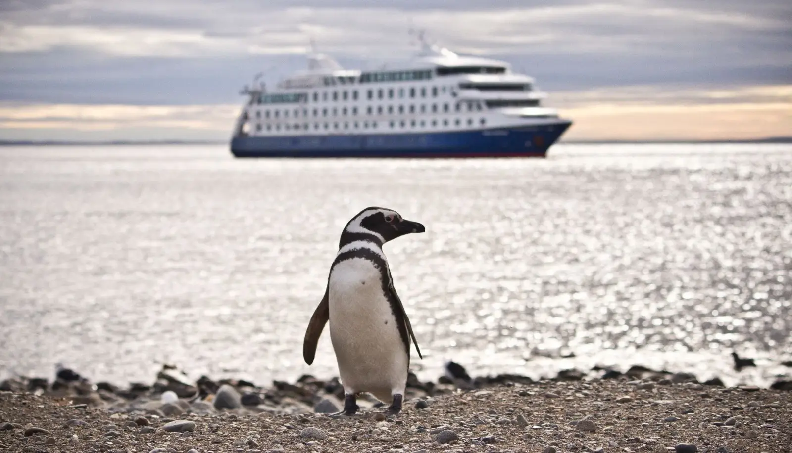 Magellanic penguin on the beach with the Australis cruise ship in the background