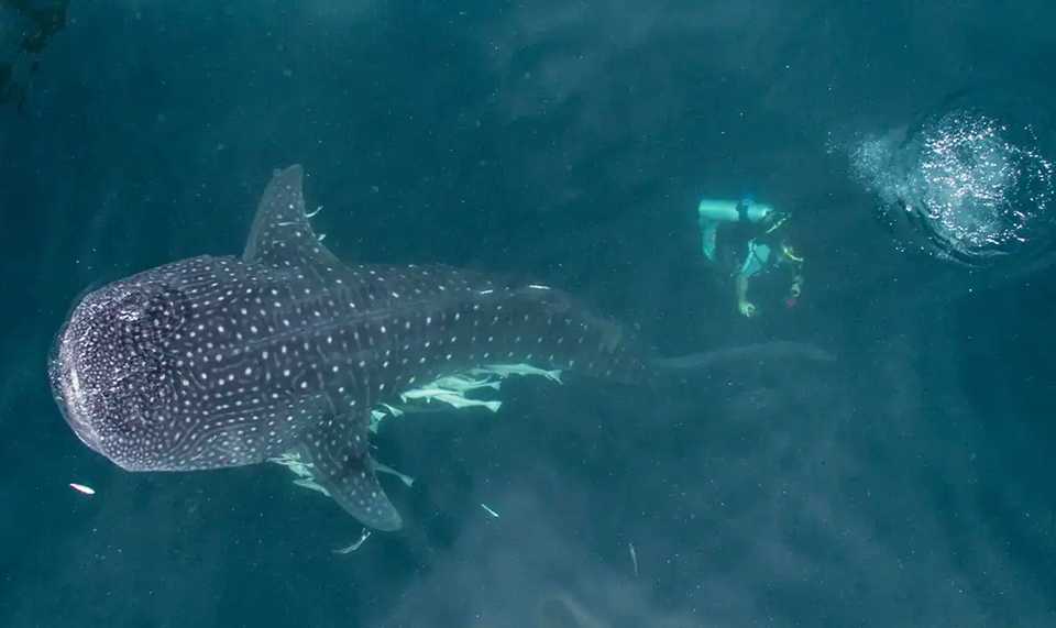 Whaleshark