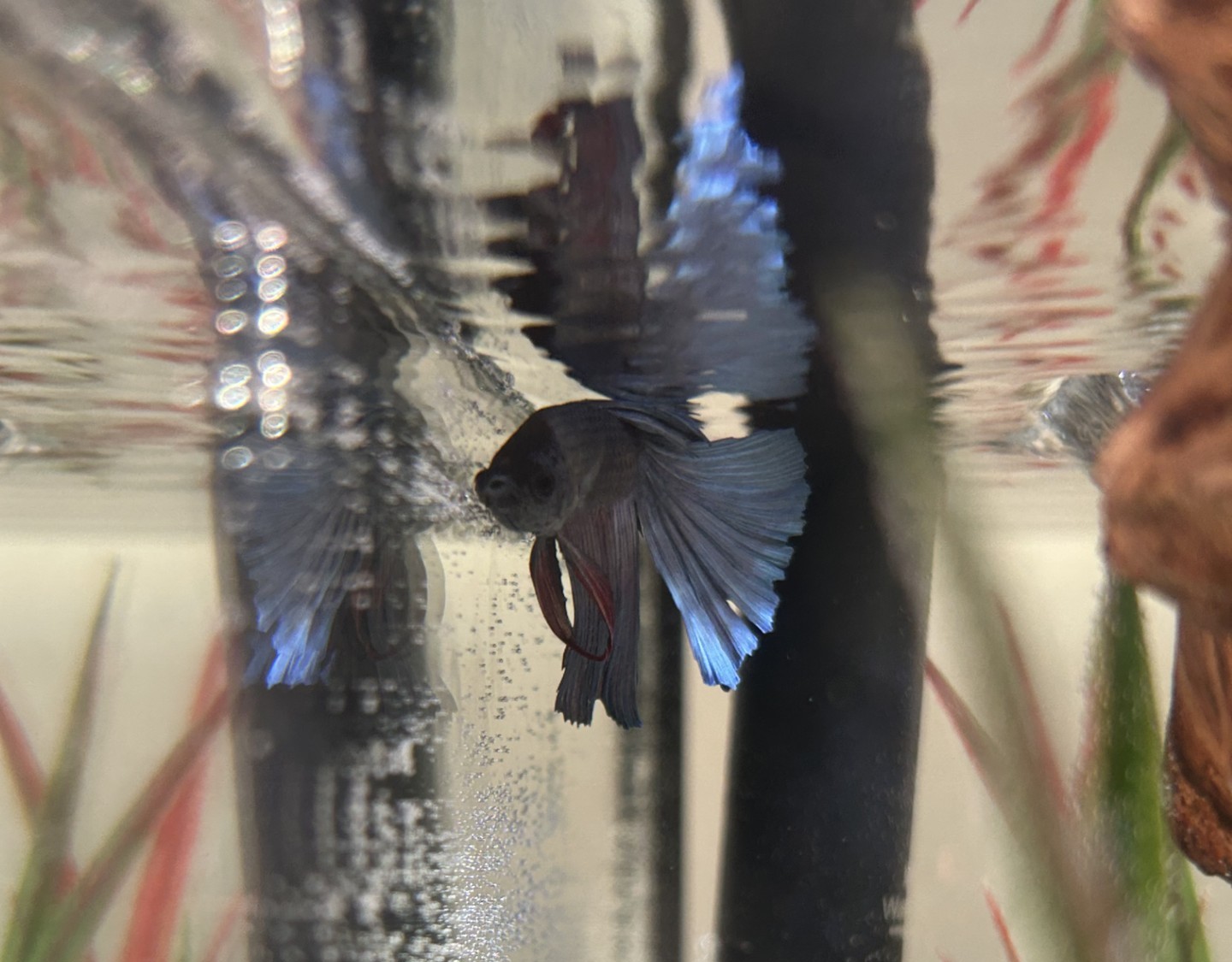 New Employee- A Fish!