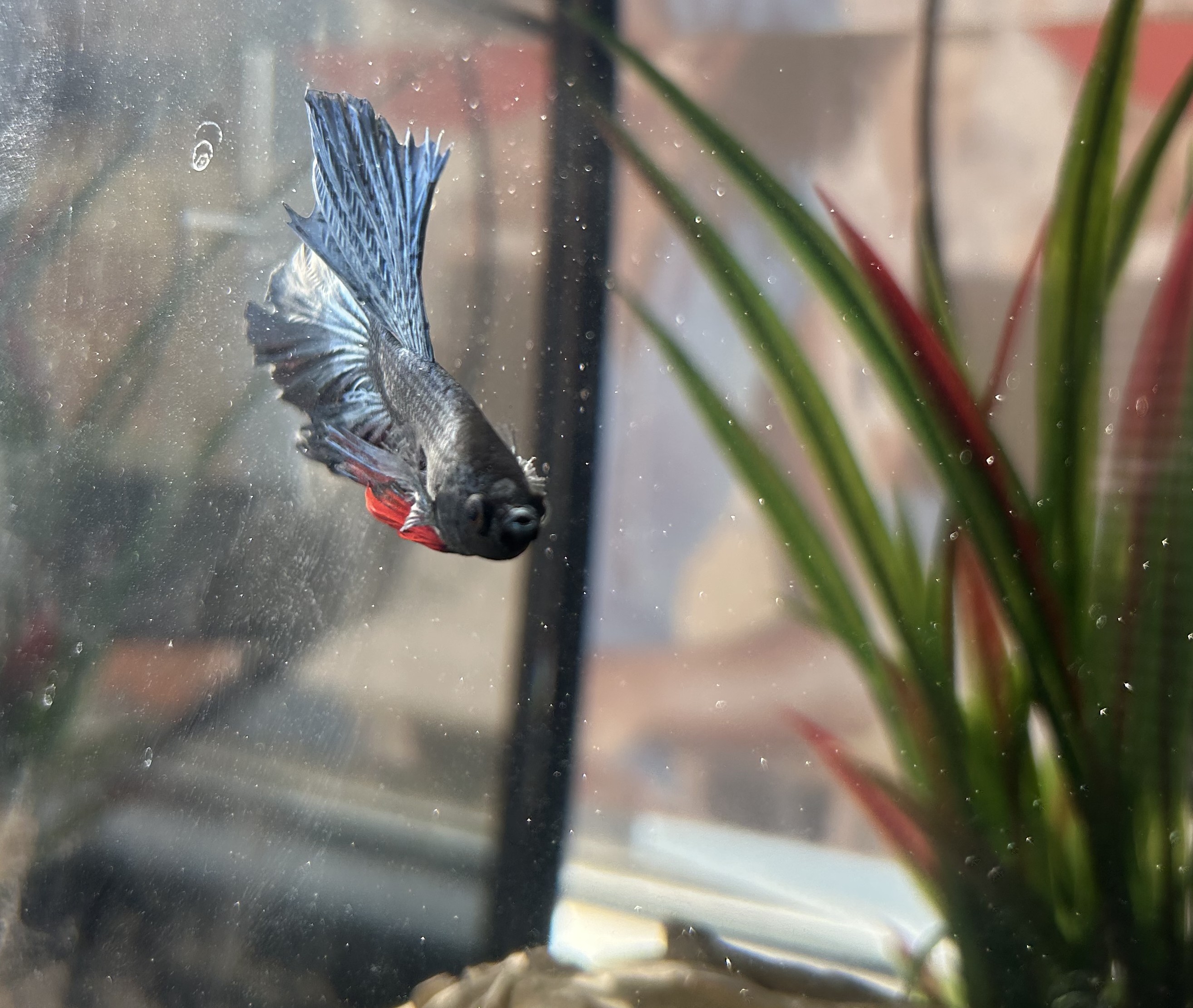 New Employee- A Fish!