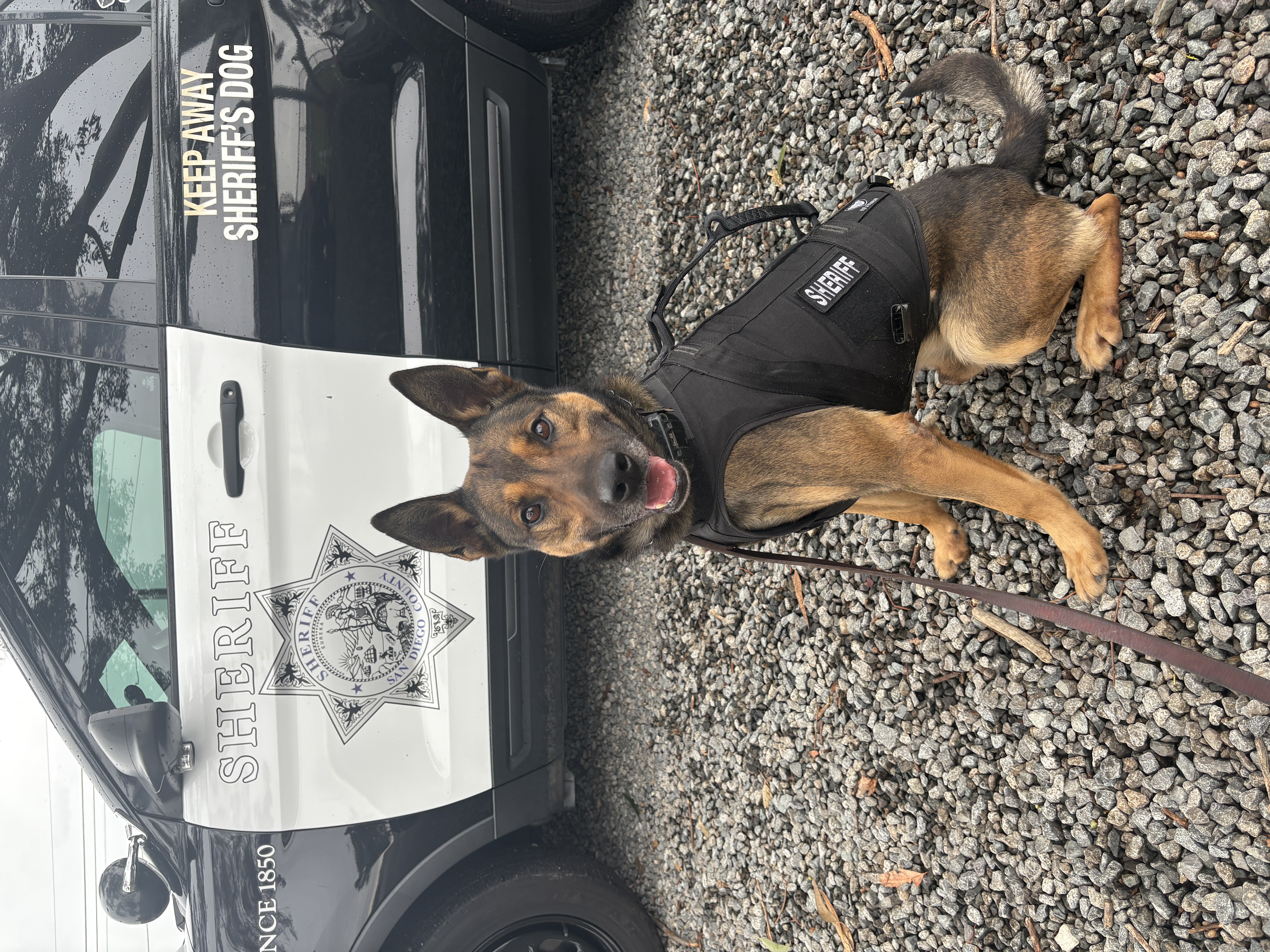 Sheriff star with gold and navy blue reef that says community partnership award and san diego county sheriff's office on a ribbon.