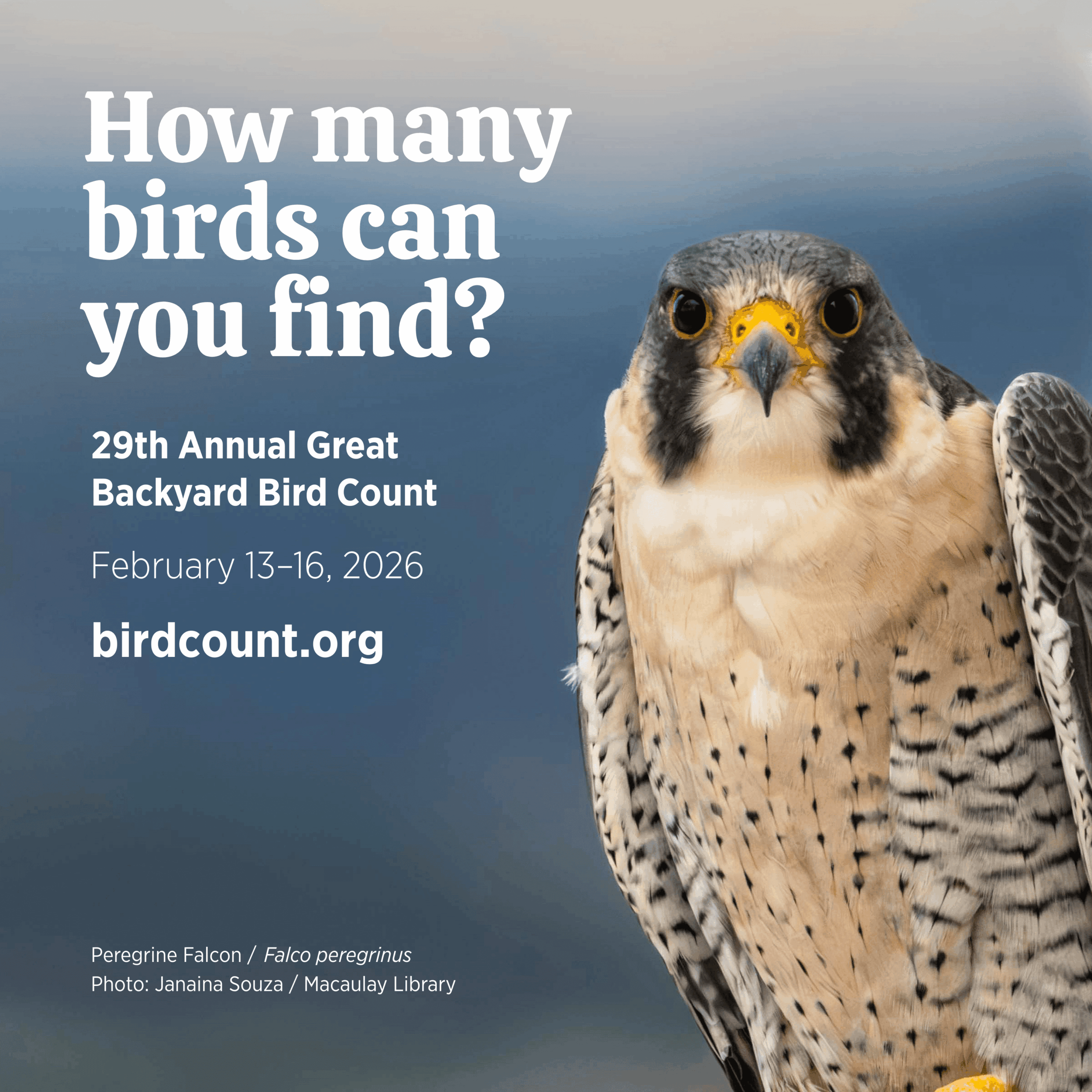 29th Annual Great Backyard Bird Count!