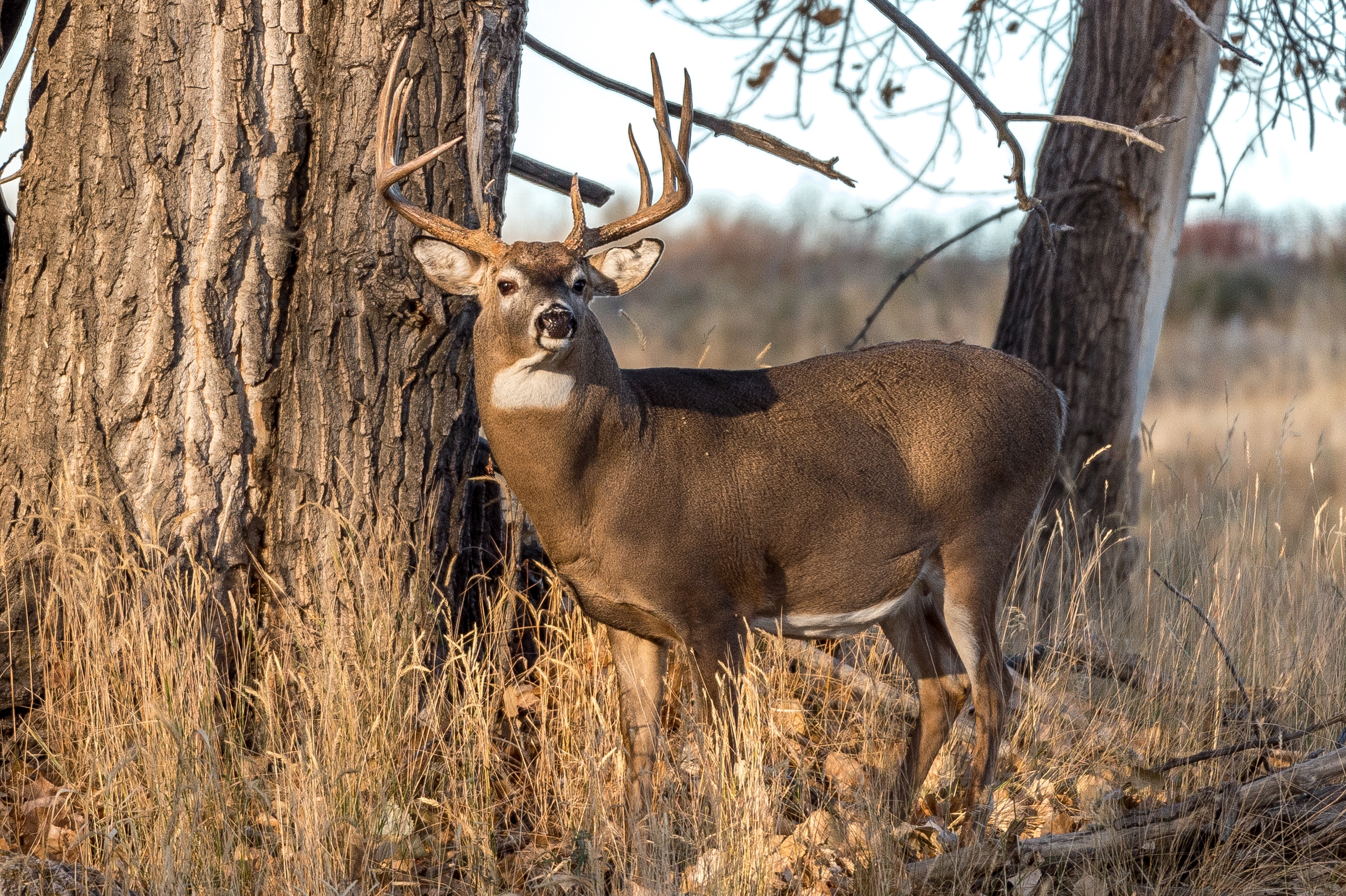 White tale deer picture White tale deer picture