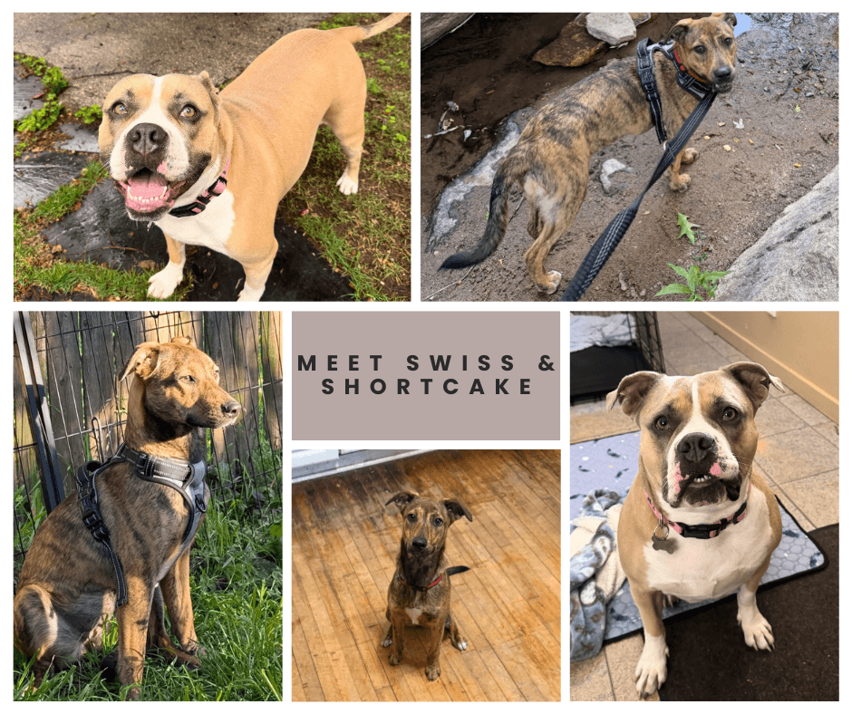 Adopt Swiss or Shortcake Today!