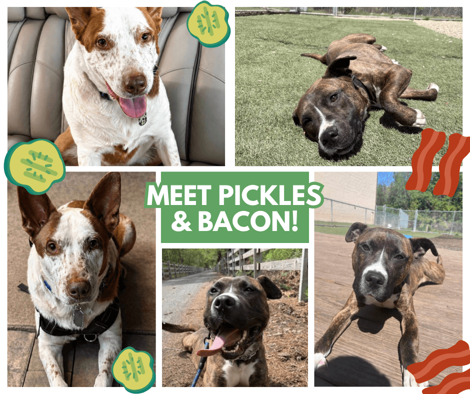 Adopt Pickle or Bacon Today!