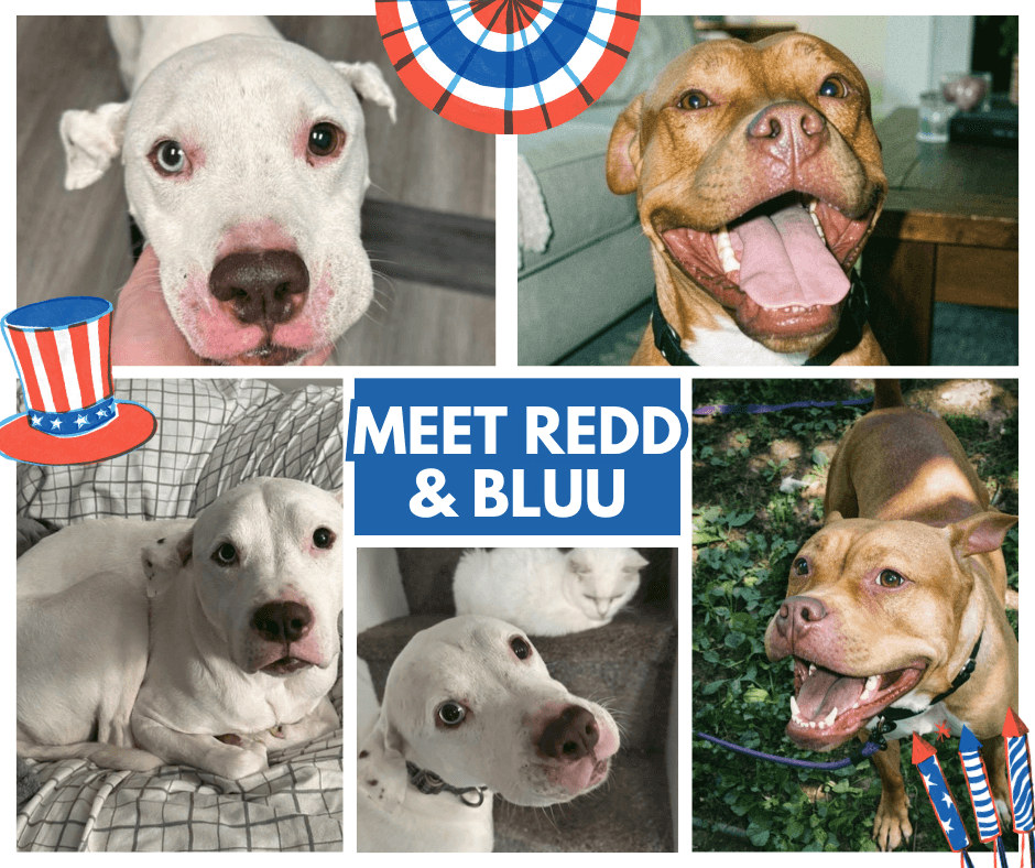 Adopt Redd or Bluu Today!