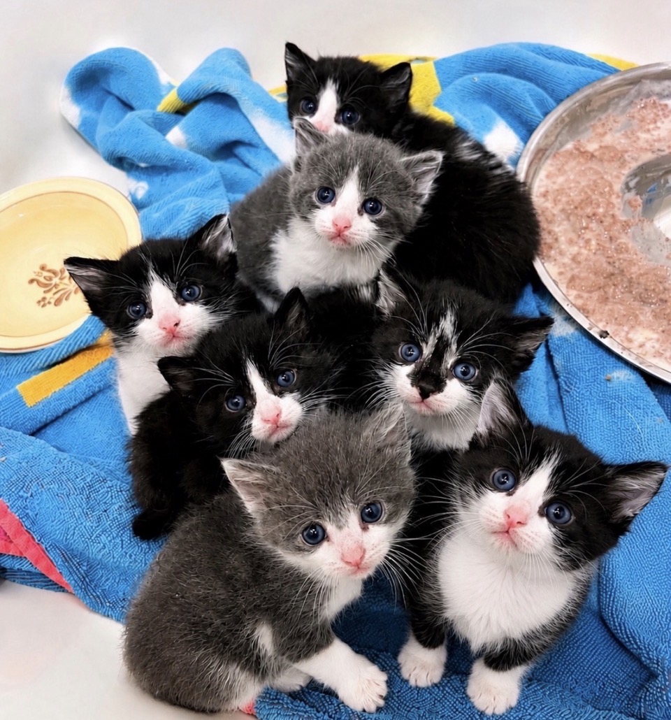 Adopt Kittens