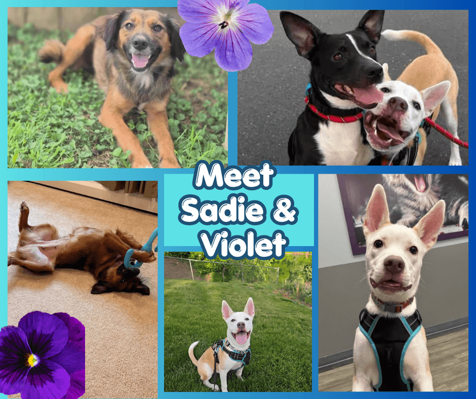 Foster or Adopt today!