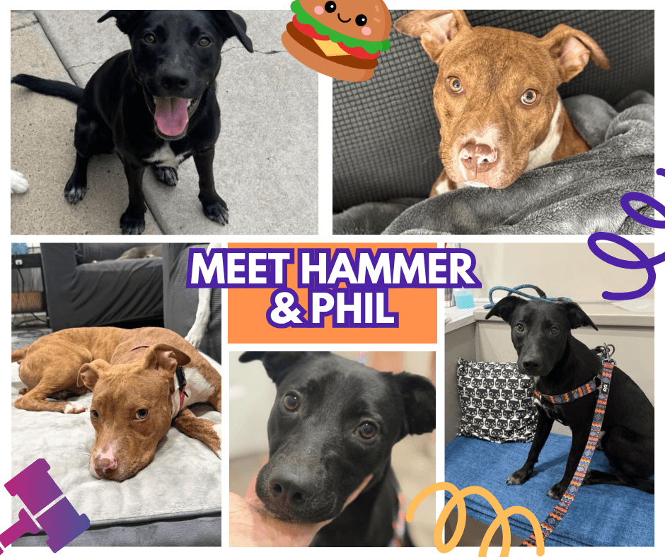 Foster or Adopt today!