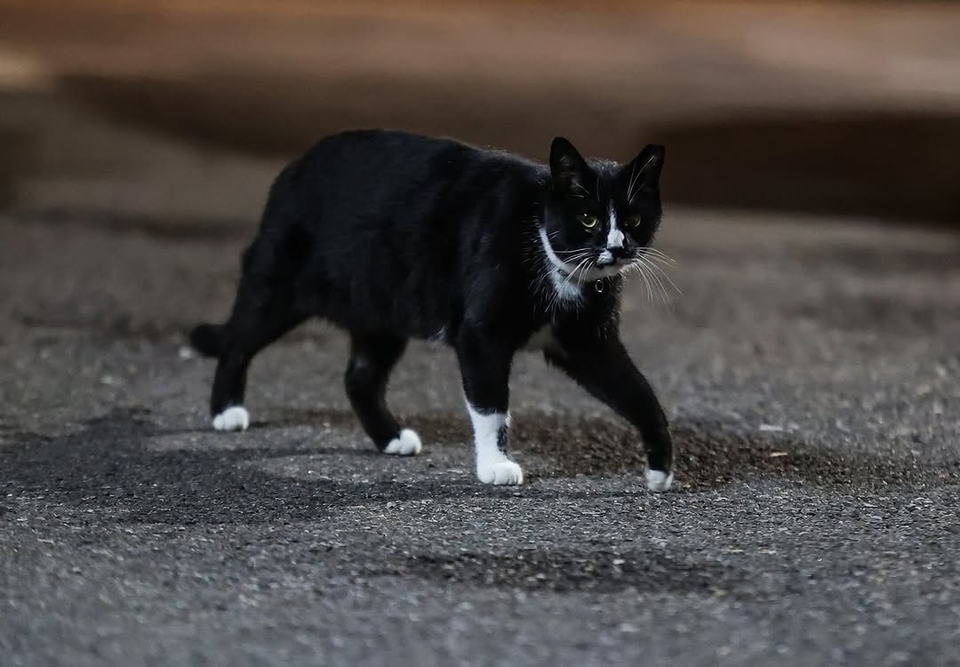 Trash Cat